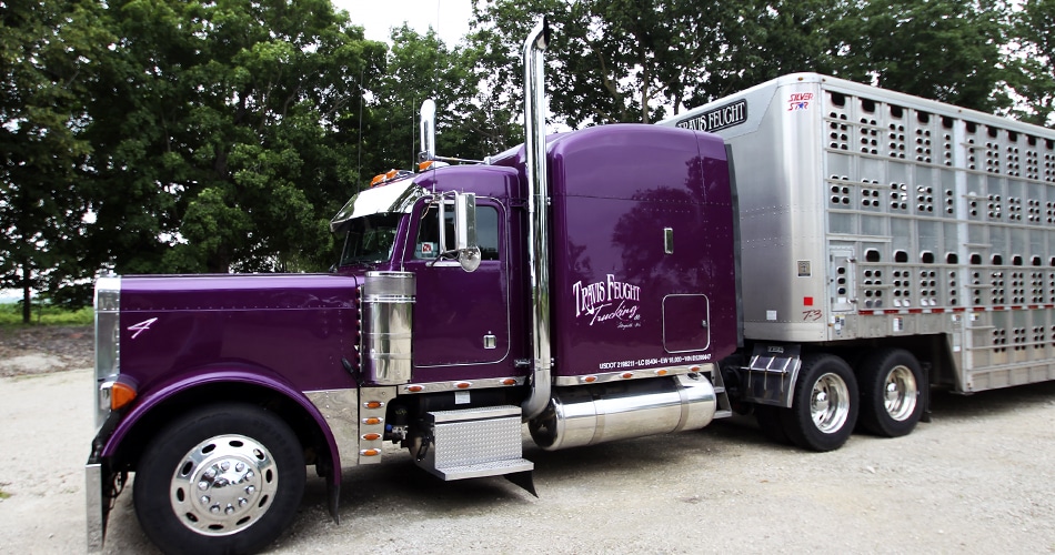 Peterbilt 379 semi truck lettering & graphics for Travis Feucht Trucking Mayville, Wisconsin.